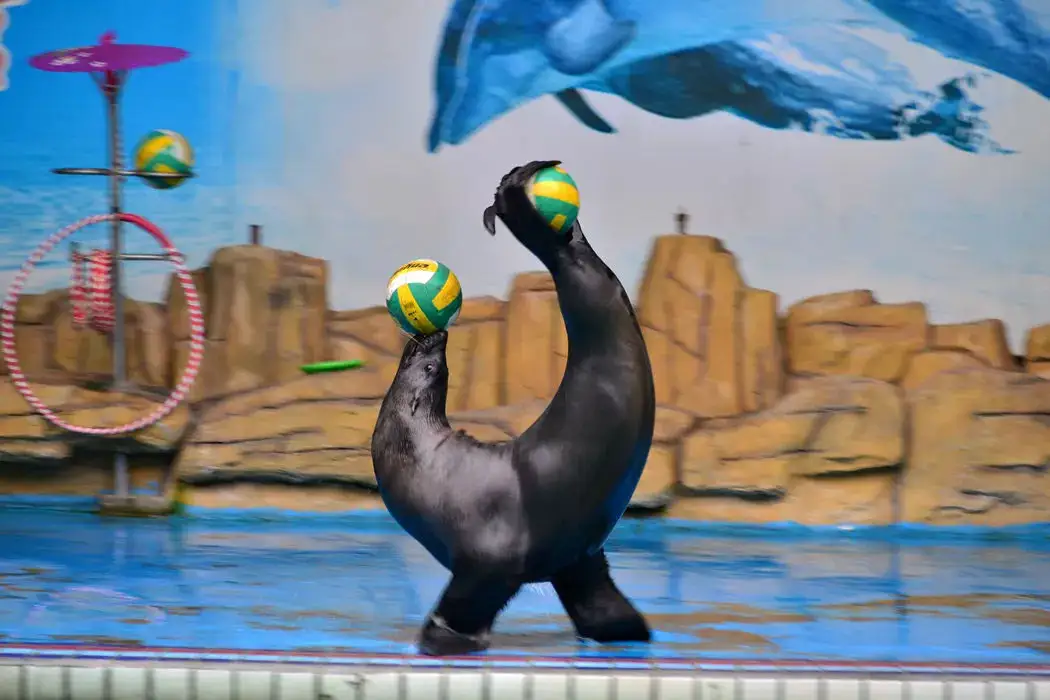 阜陽堯泰漢海海洋公園