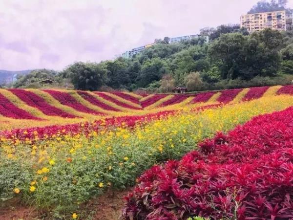 清溪谷旅游區花田酒地景區