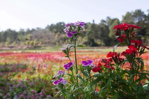 汀江國(guó)家濕地公園