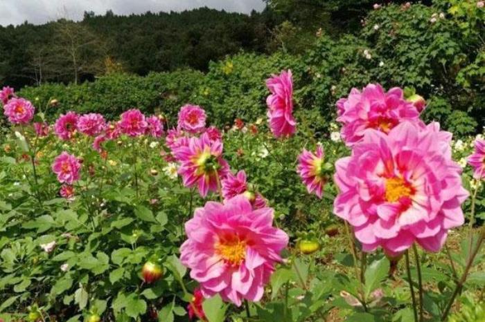 鮮花山谷