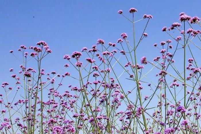 上關花景區