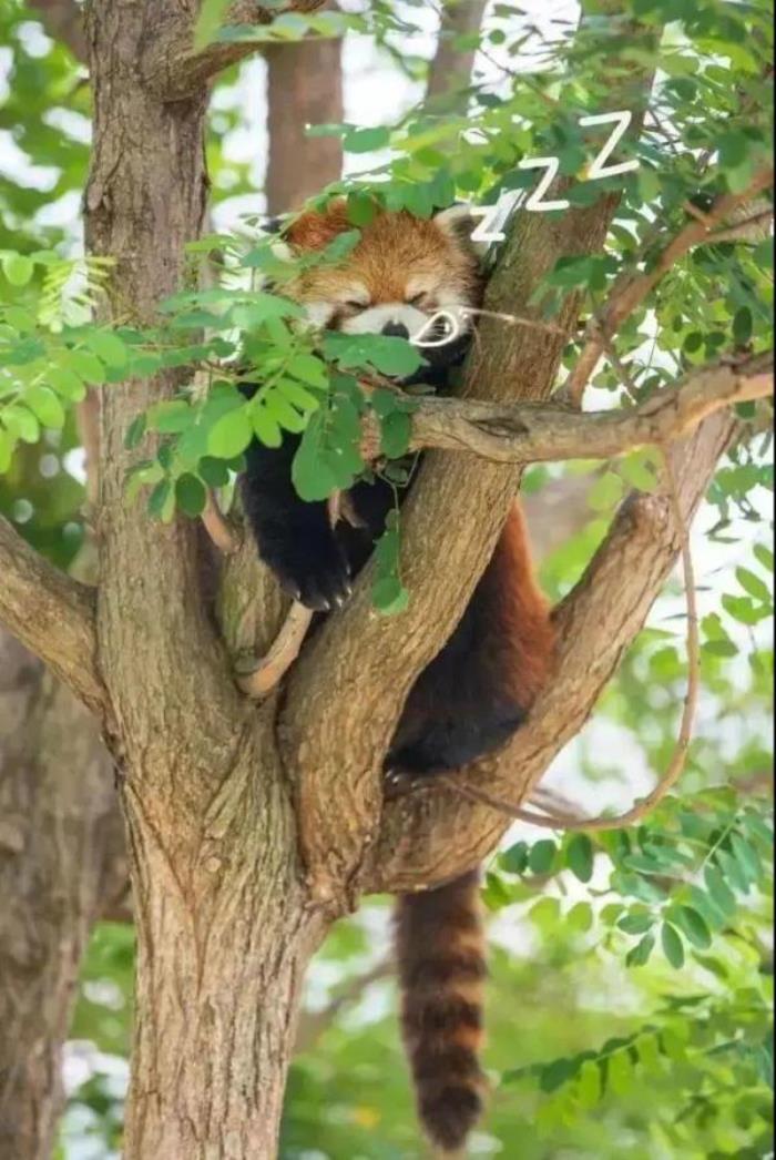 鞍山動物園