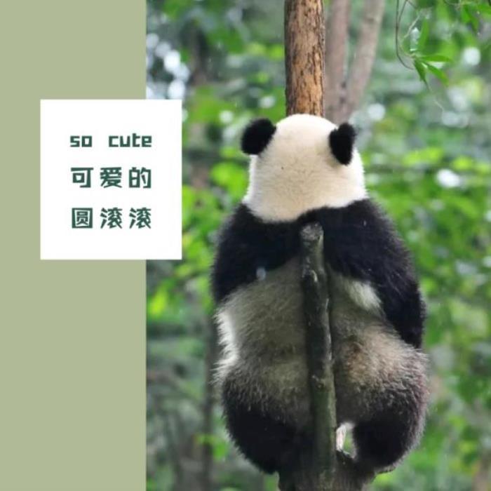 鞍山動物園