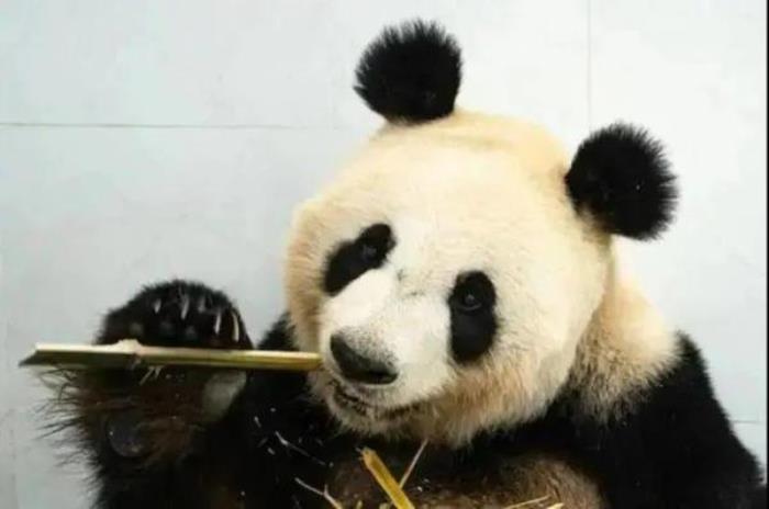 鞍山動物園