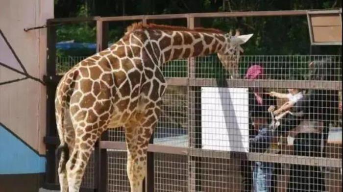 鞍山動物園