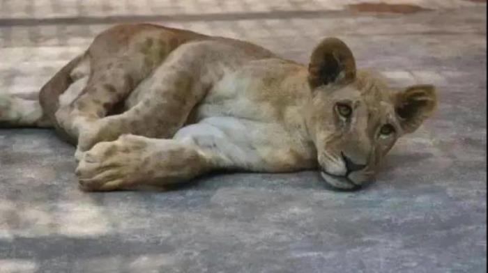 鞍山動物園