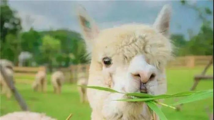 鞍山動物園