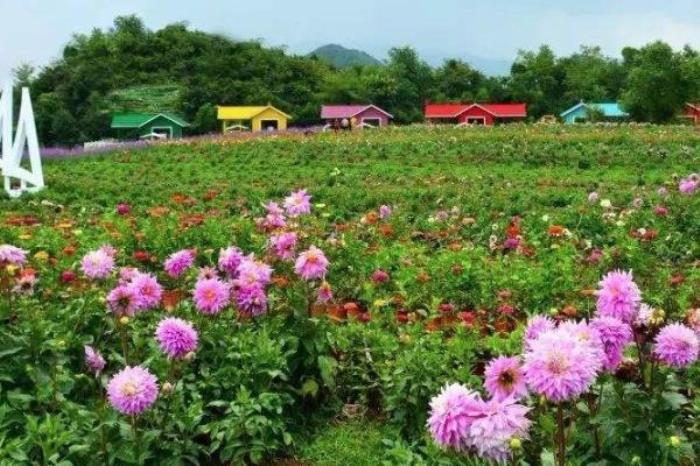上關花景區