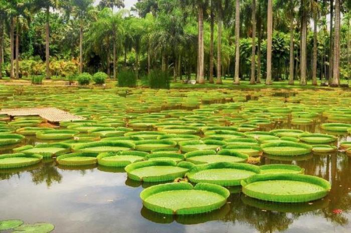 中國(guó)科學(xué)院西雙版納熱帶植物園