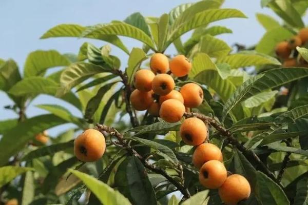 重慶枇杷什么時(shí)候成熟 重慶摘枇杷的地方推薦