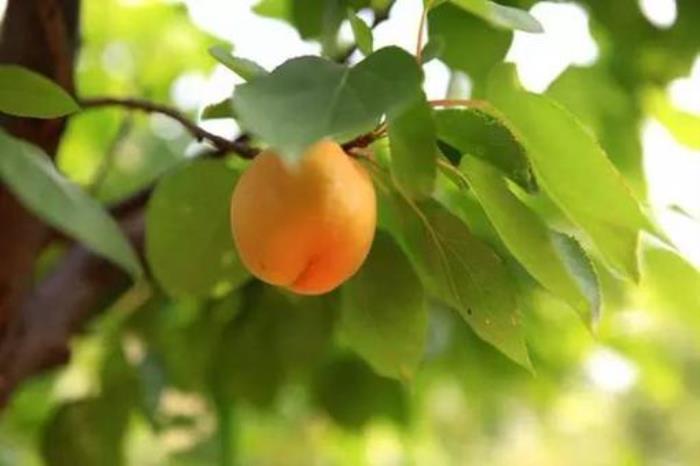 濟(jì)南特色土特產(chǎn)推薦